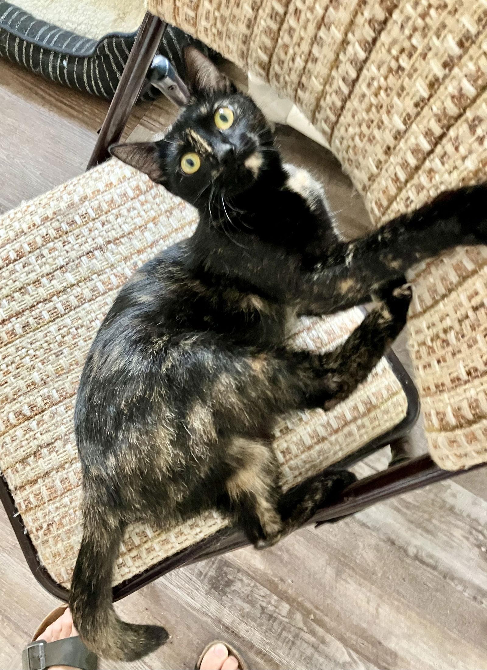 Enlarge Luna, a Adopted Domestic Short Hair in Pittsburgh, PA image 3/3