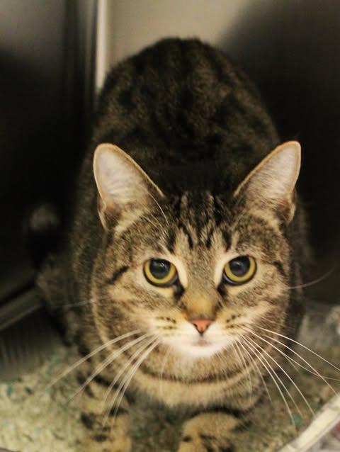 Enlarge 25-01889 BB, a ADOPTABLE Domestic Short Hair in Fredericksburg, VA image 1/1