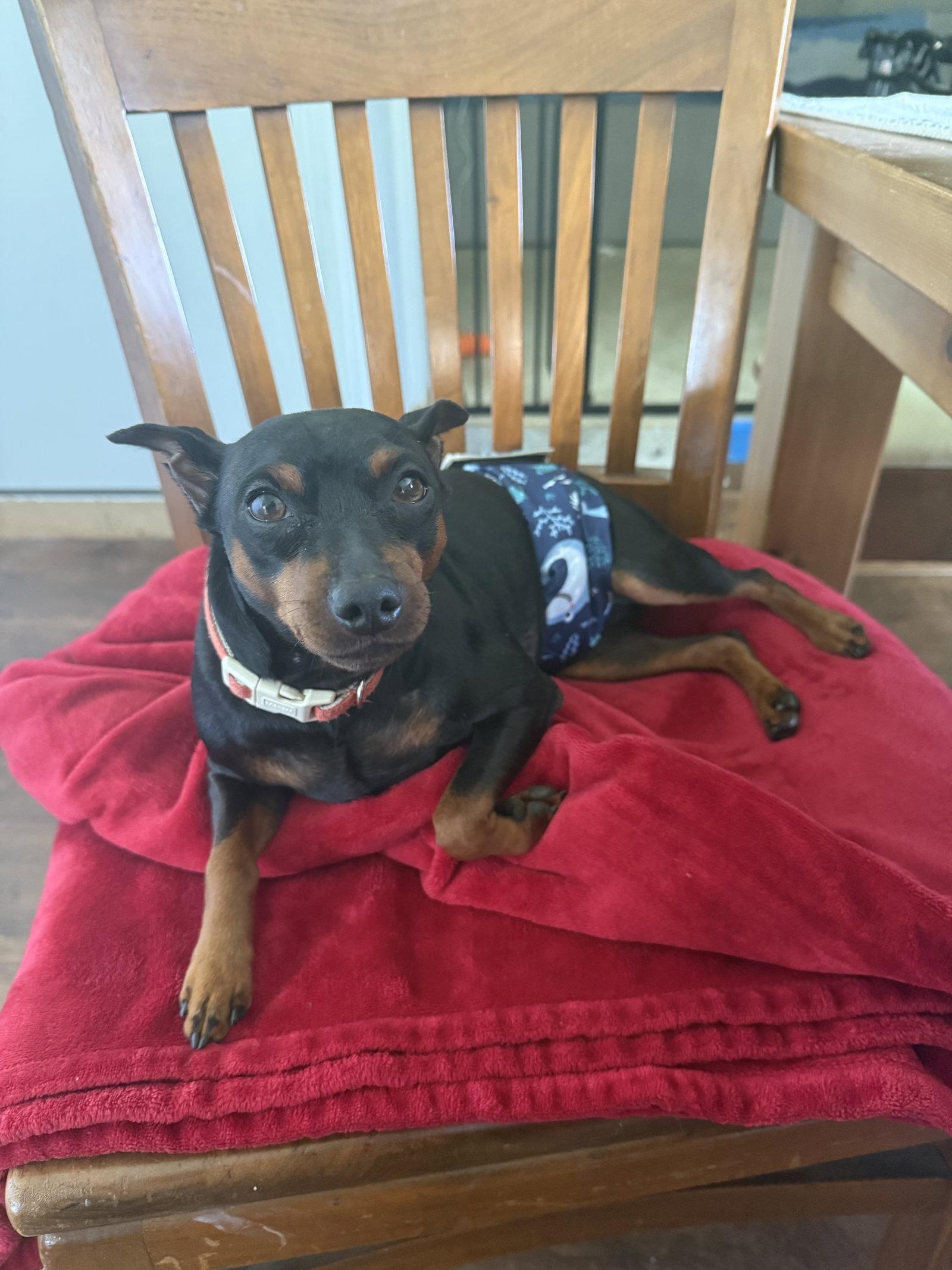 Rusty, Adoptable, Young Male Miniature Pinscher.