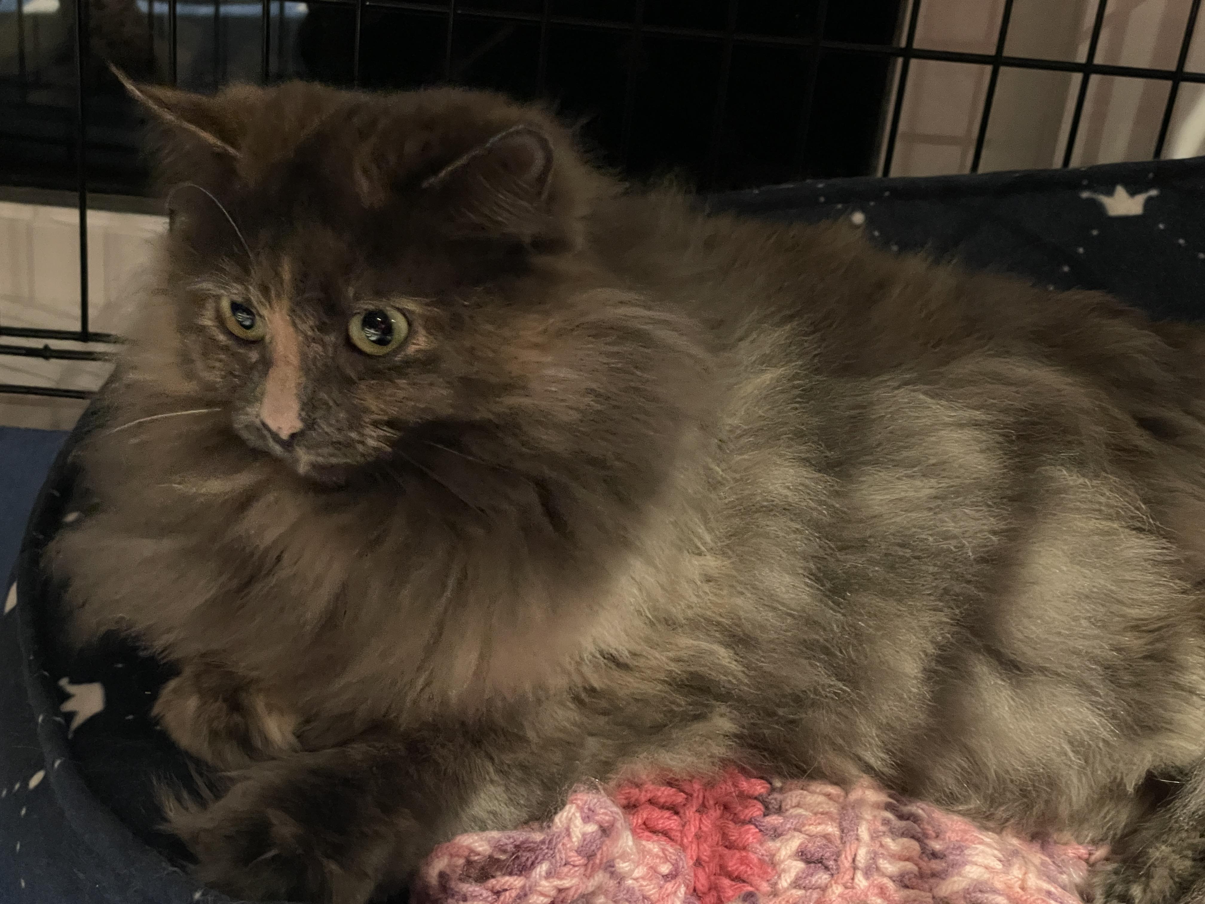 Elsie, an adoptable Domestic Long Hair in Salt Spring Island, BC, V8K 2W3 | Photo Image 2