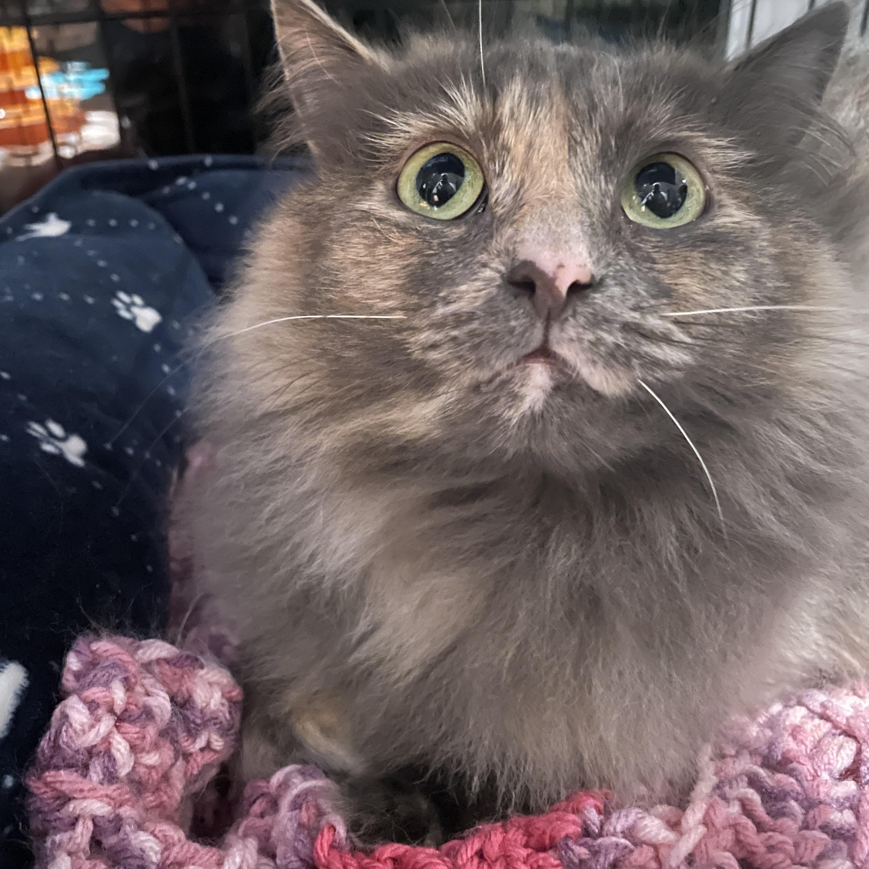 Elsie, an adoptable Domestic Long Hair in Salt Spring Island, BC, V8K 2W3 | Photo Image 3