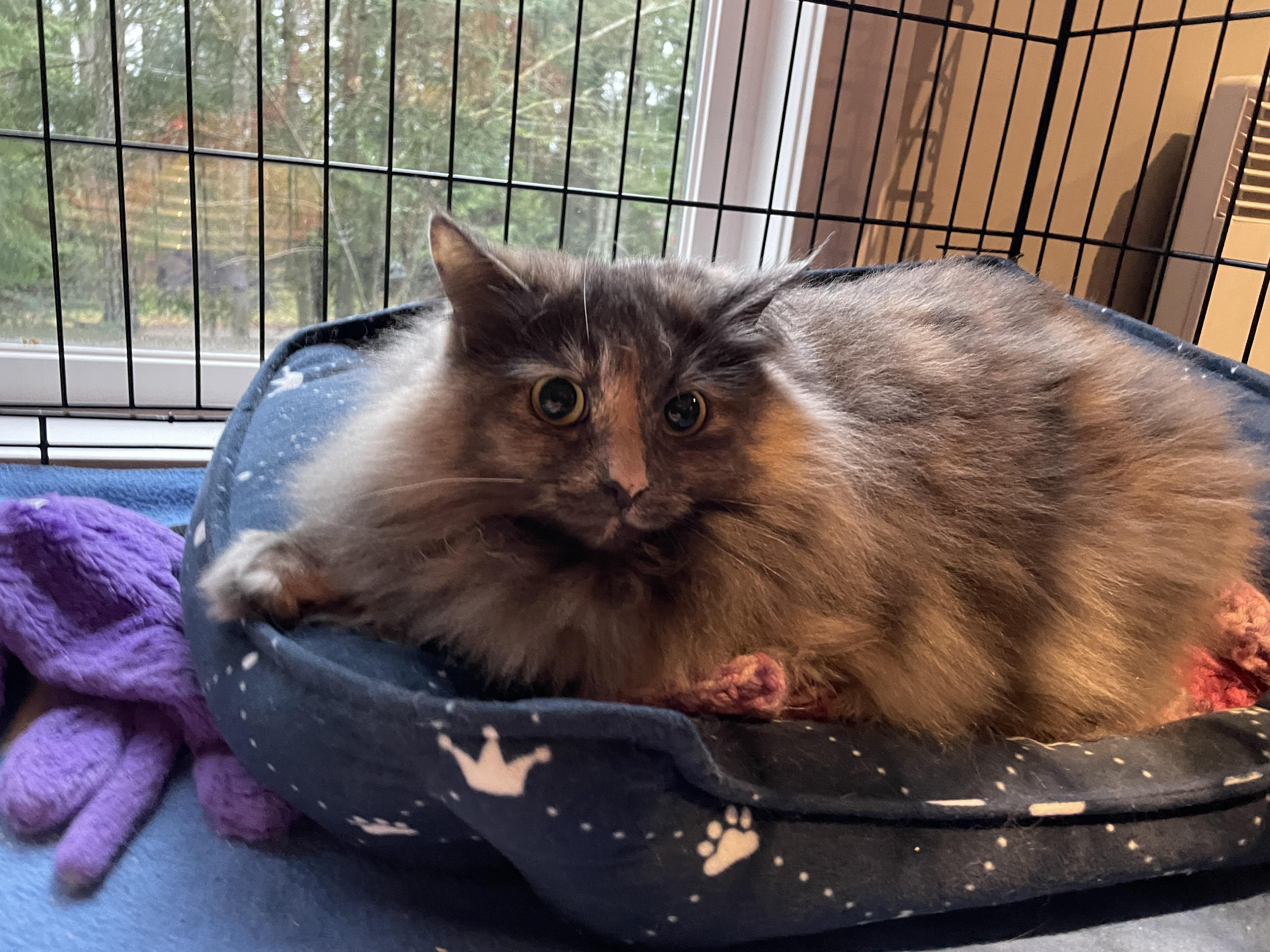 Elsie, an adoptable Domestic Long Hair in Salt Spring Island, BC, V8K 2W3 | Photo Image 4