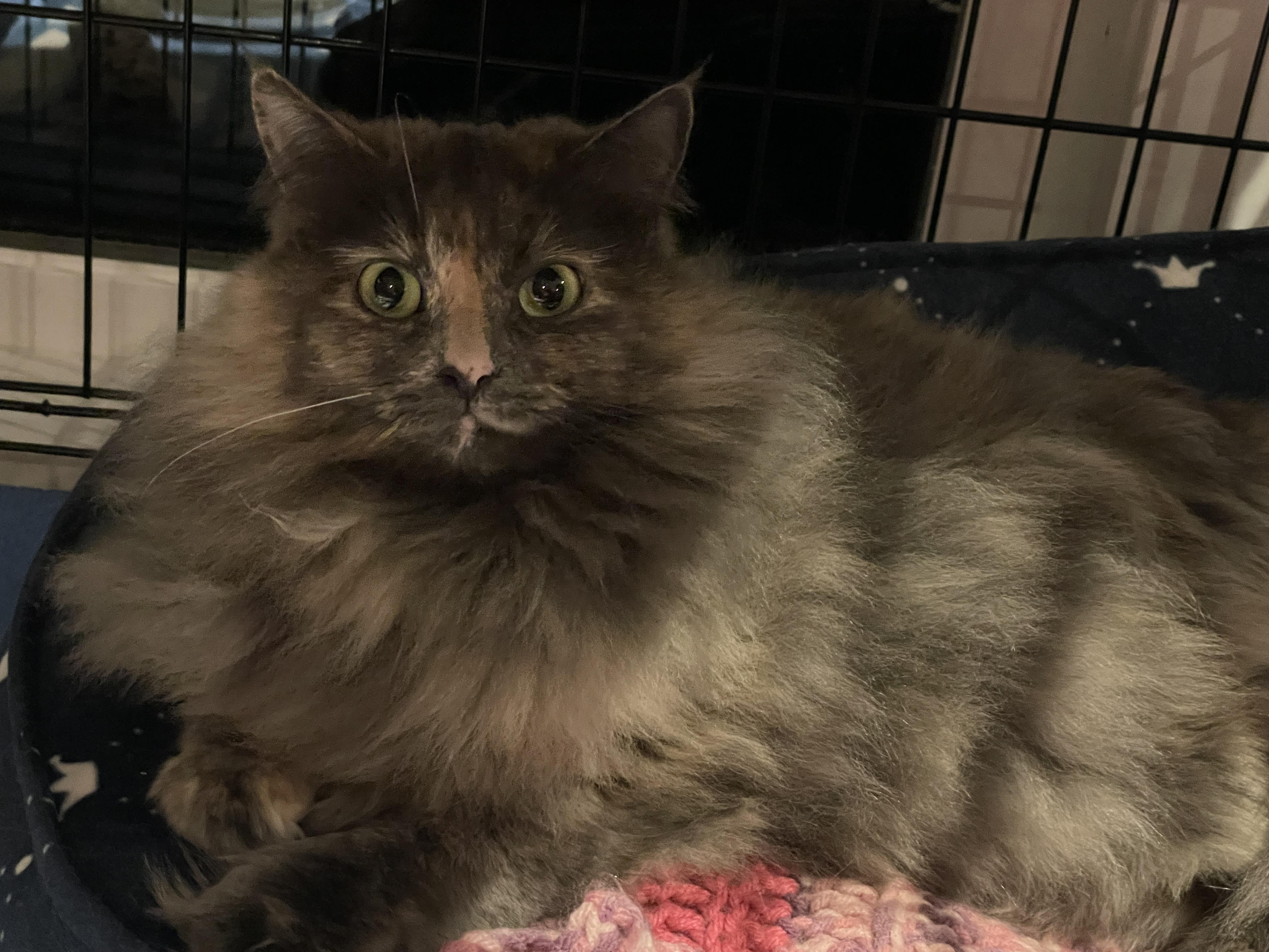 Elsie, an adoptable Domestic Long Hair in Salt Spring Island, BC, V8K 2W3 | Photo Image 1