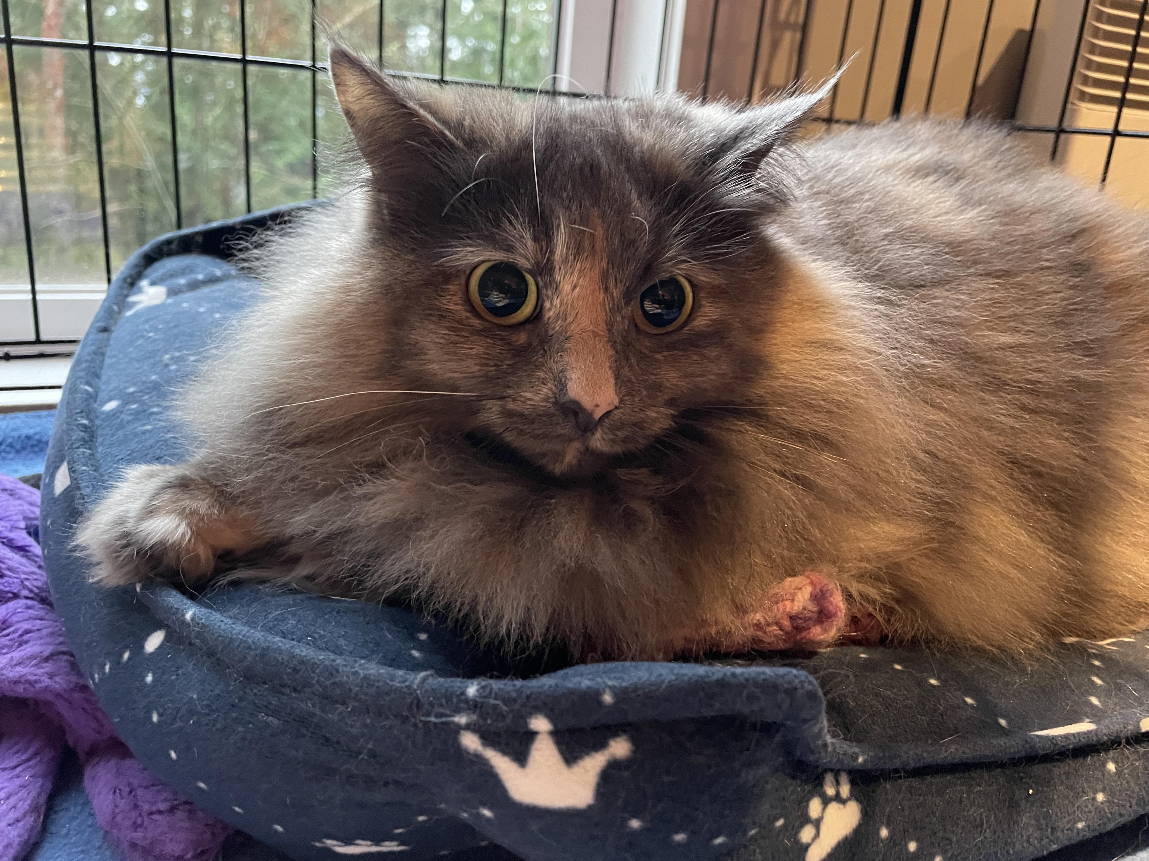 Elsie, an adoptable Domestic Long Hair in Salt Spring Island, BC, V8K 2W3 | Photo Image 5