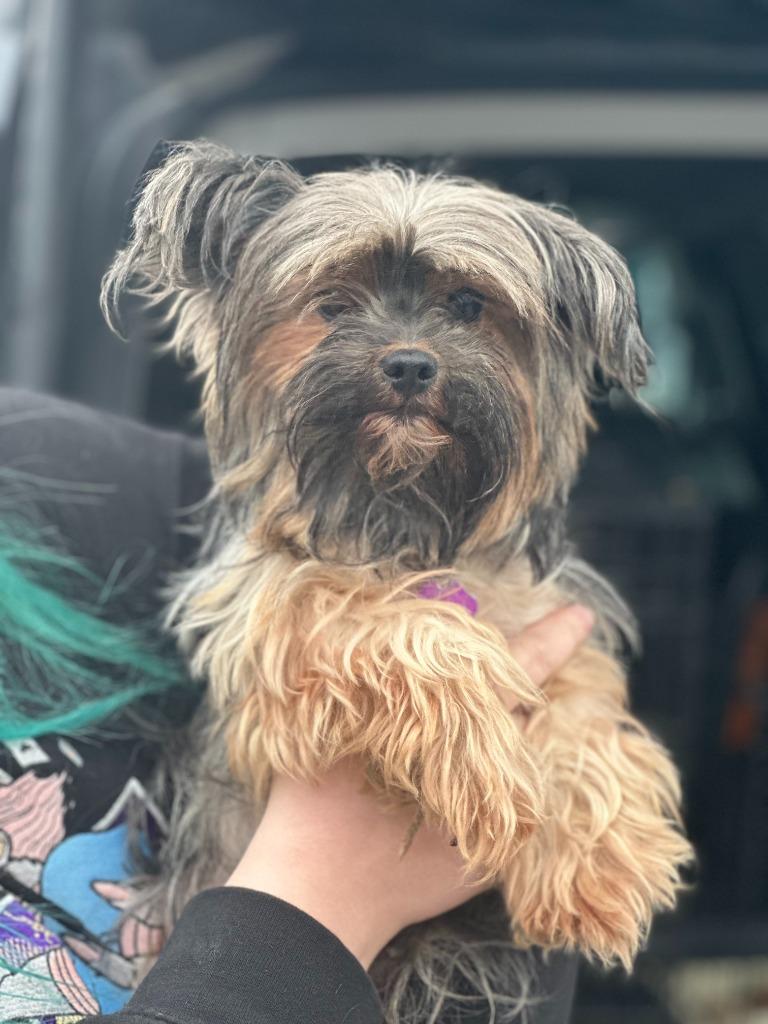 Lexi, Adopted, Senior Female Yorkshire Terrier.