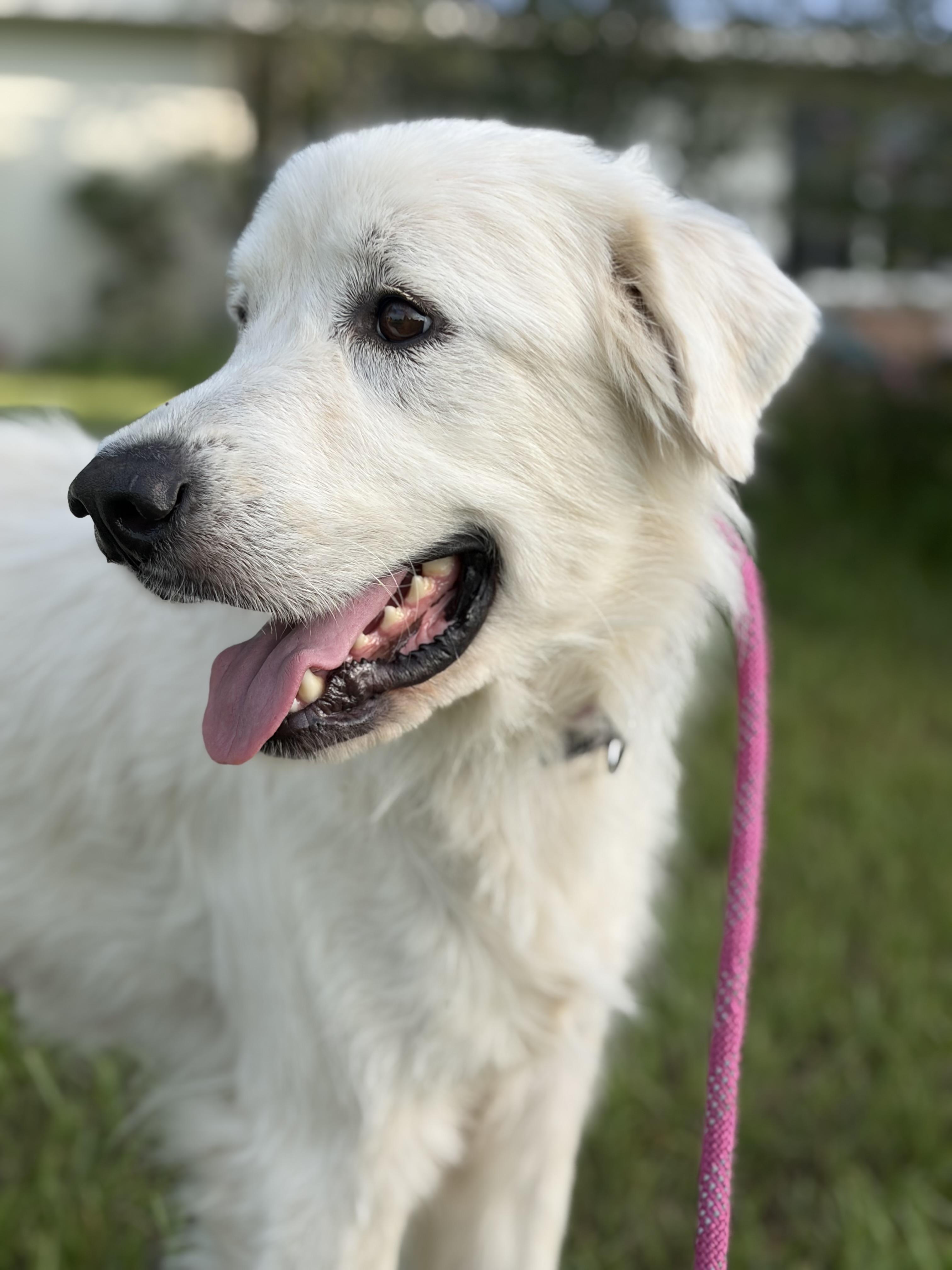 Ella, a ADOPTABLE Great Pyrenees in Arcadia, FL image 5/5