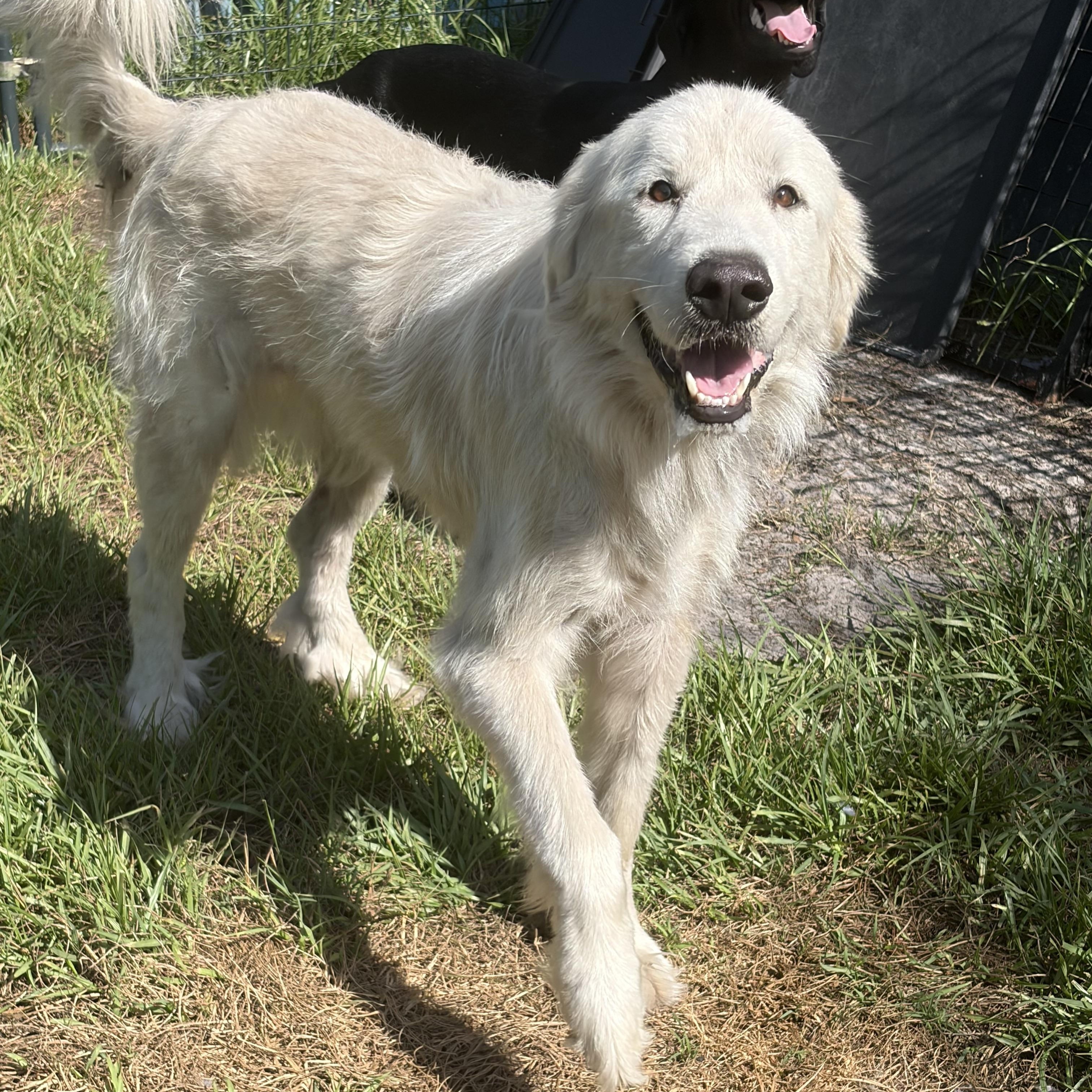 Ella, ADOPTABLE, Adult Female Great Pyrenees.