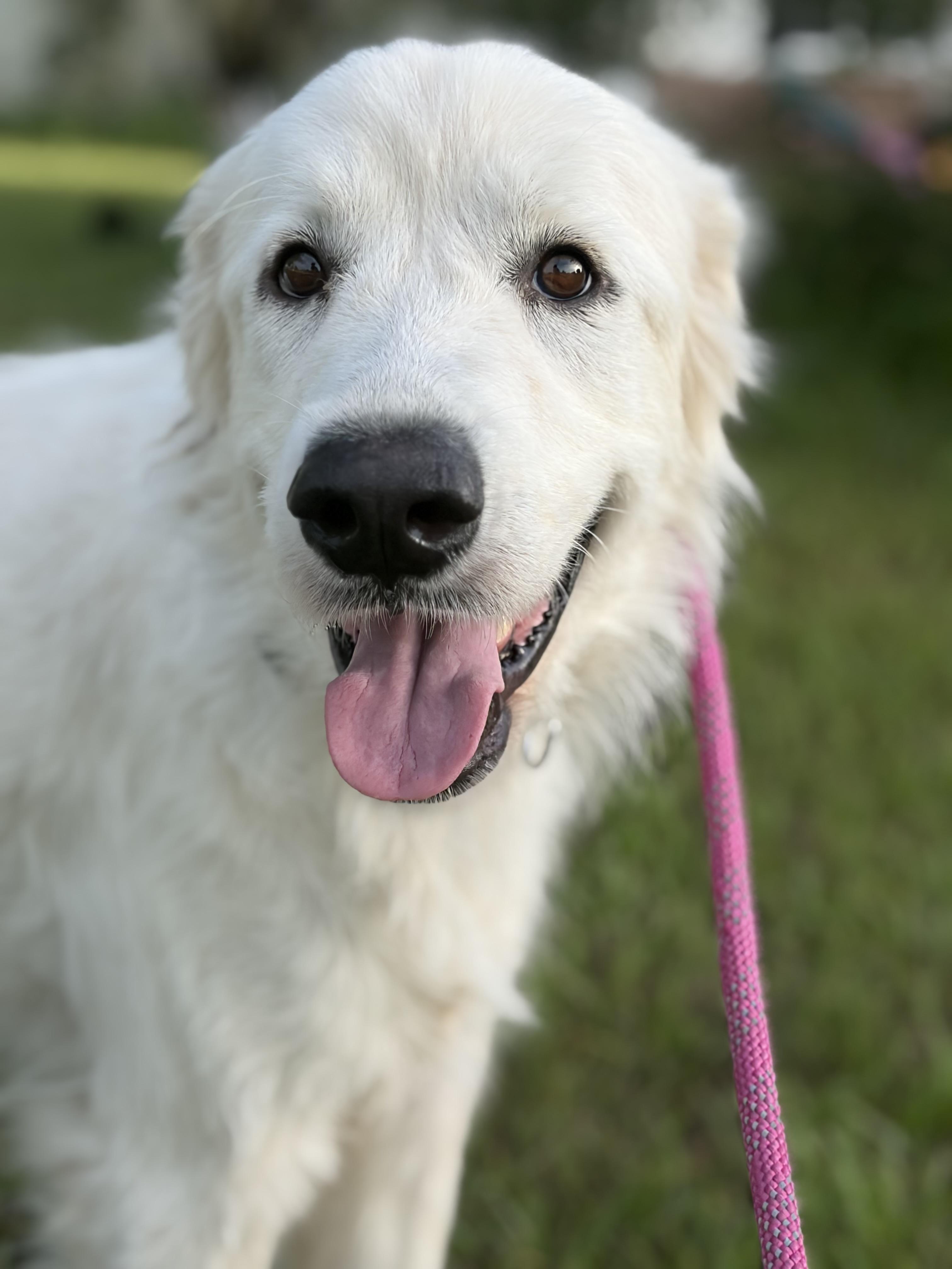 Ella, a ADOPTABLE Great Pyrenees in Arcadia, FL image 4/5