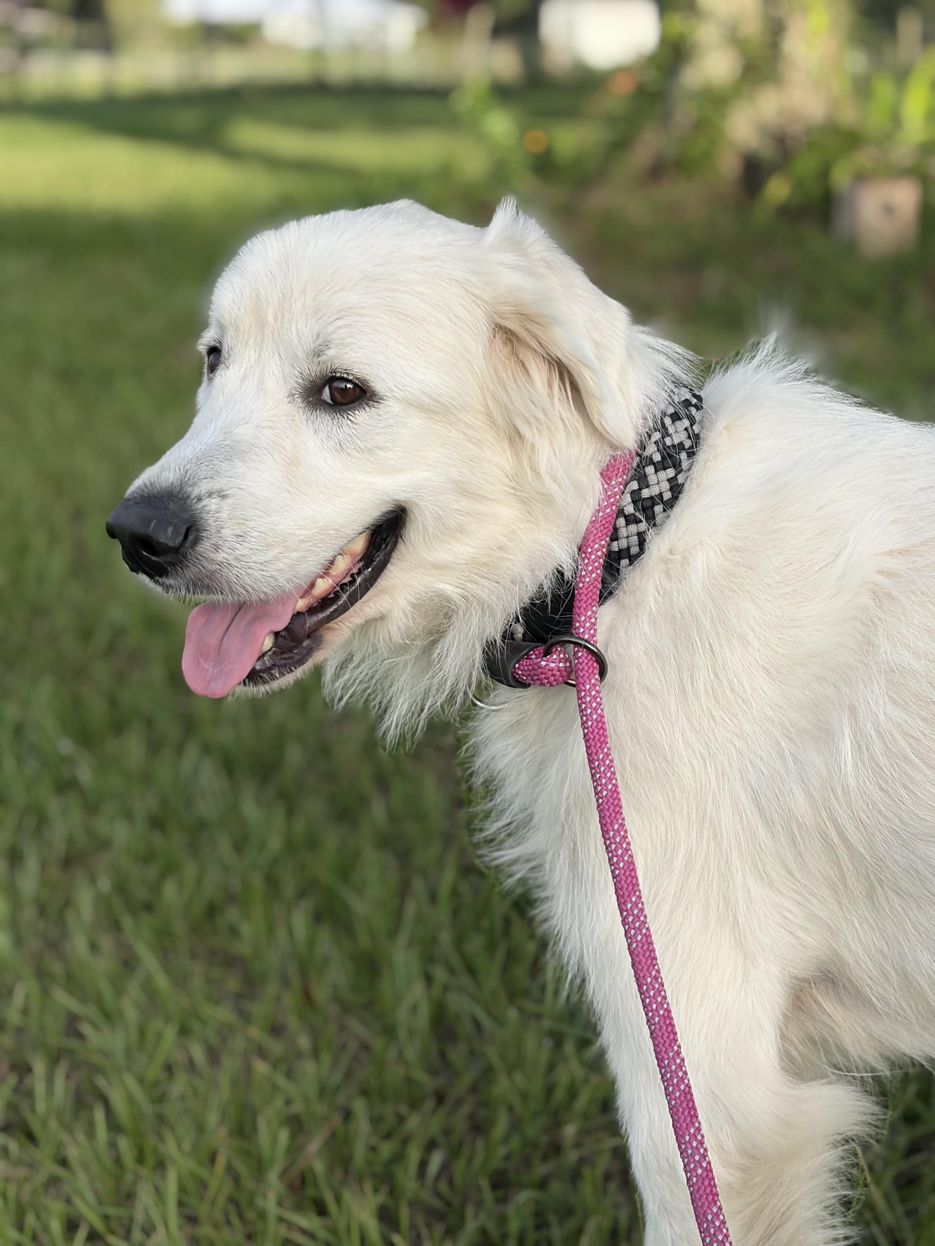 Ella, a ADOPTABLE Great Pyrenees in Arcadia, FL image 2/5