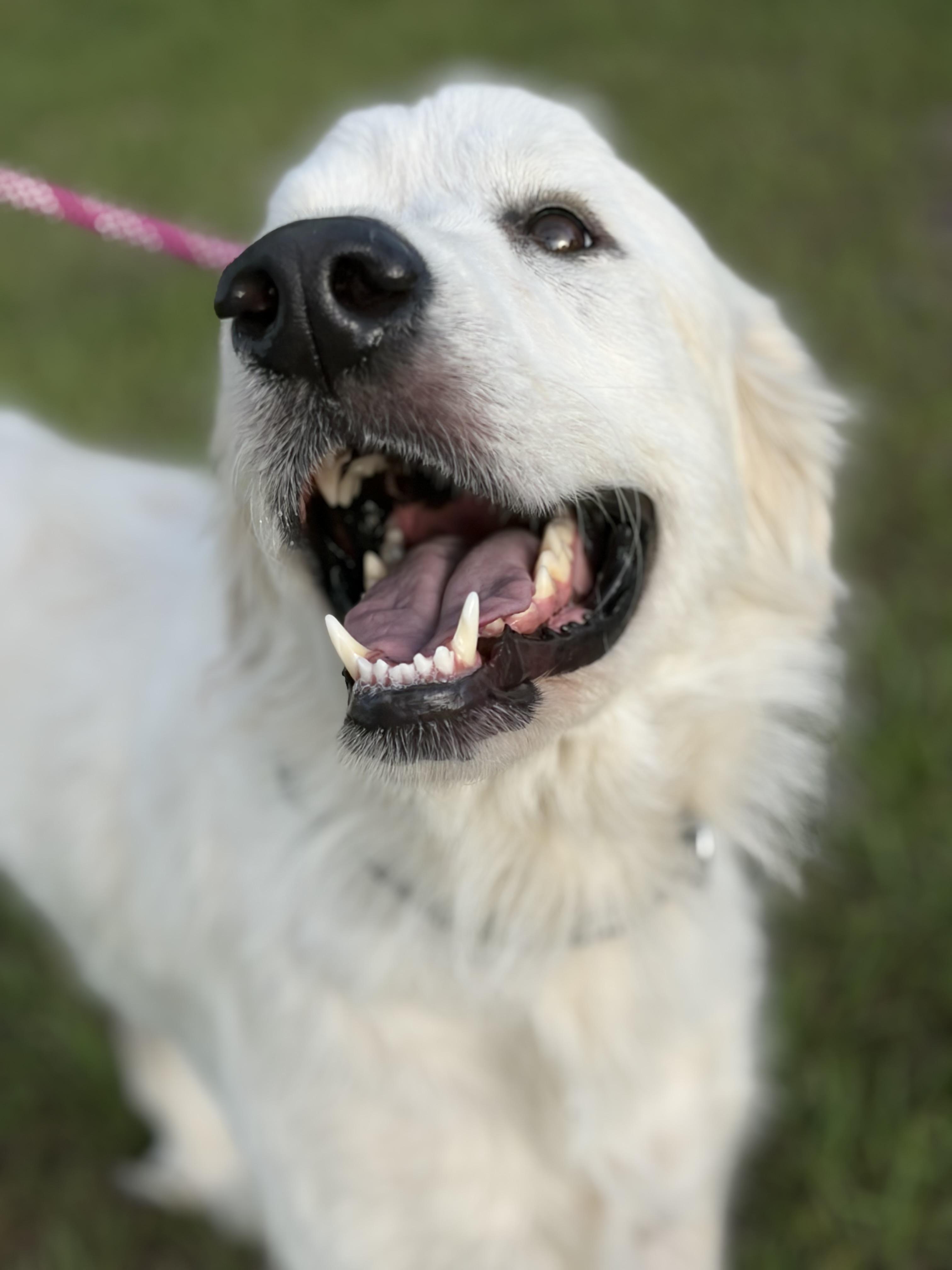 Ella, a ADOPTABLE Great Pyrenees in Arcadia, FL image 3/5