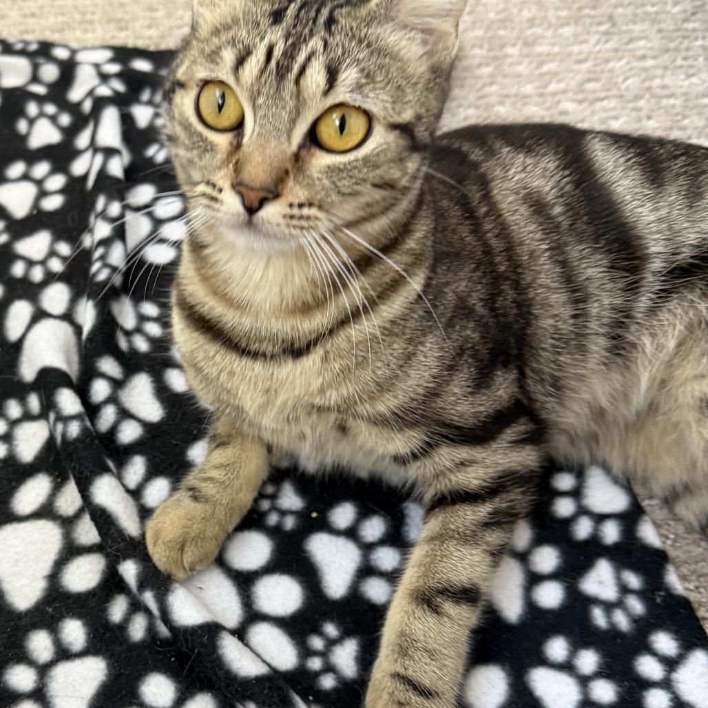 Enlarge Nala, a Adoptable Domestic Short Hair in Temecula, CA image 1/2