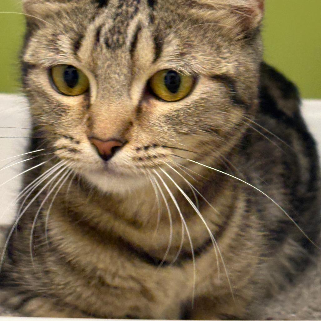 Nala, Adoptable, Young Female Domestic Short Hair.