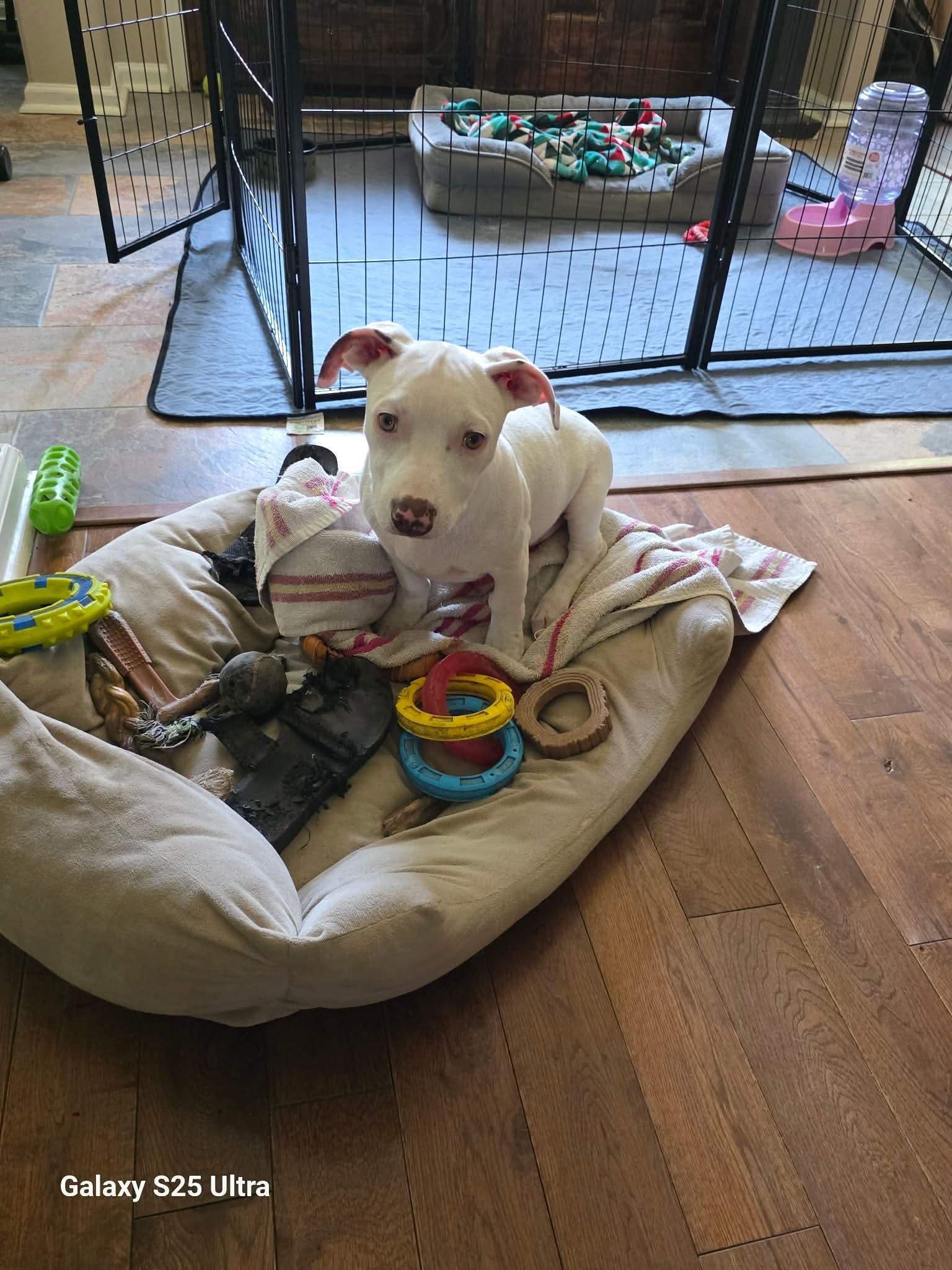 Coconut, Adoptable, Puppy Male American Staffordshire Terrier.