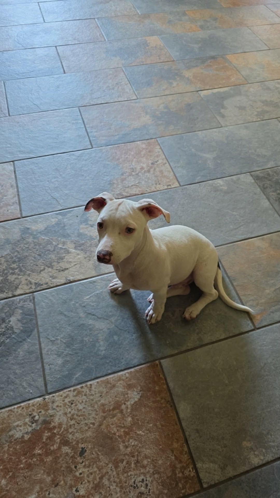 Enlarge Coconut, a Adoptable mixed breed in Mooresville, NC image 5/6