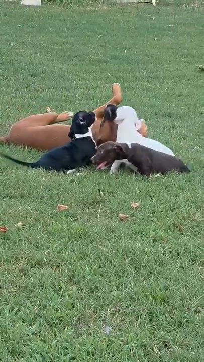 Enlarge Coconut, a Adoptable mixed breed in Mooresville, NC video 6/6