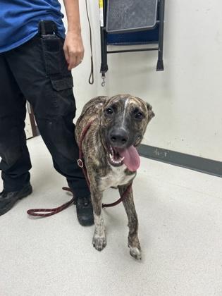 Maple, a Adoptable mixed breed in Irving, TX image 1/2