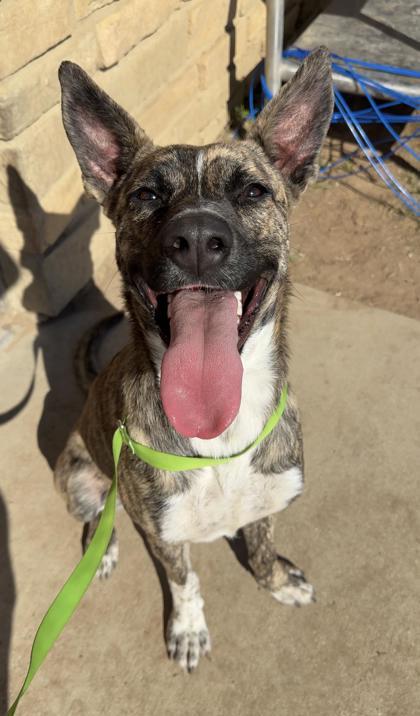 Maple, a Adoptable mixed breed in Irving, TX image 2/2