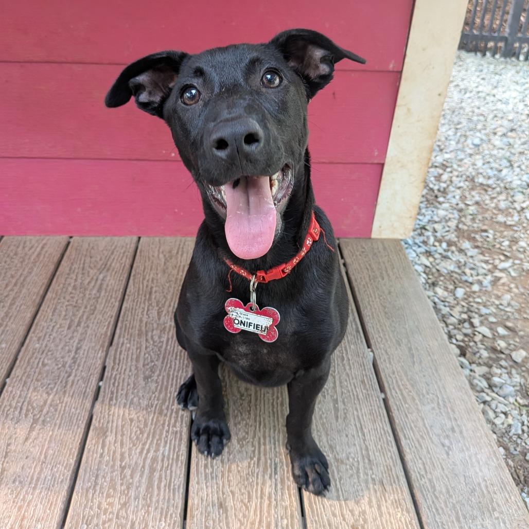 Enlarge Bonifieur, a Adoptable Labrador Retriever in Wake Forest, NC image 1/6