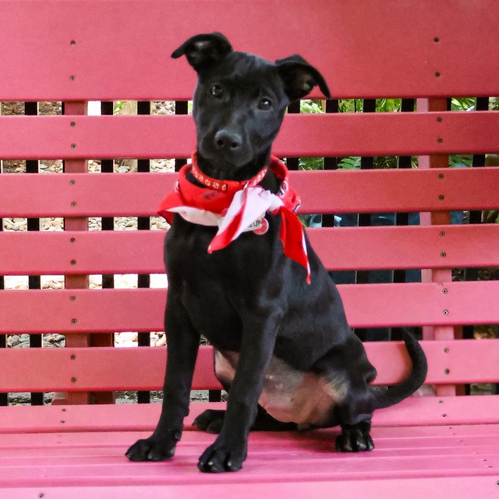 Enlarge Bonifieur, a Adoptable Labrador Retriever in Wake Forest, NC image 2/6