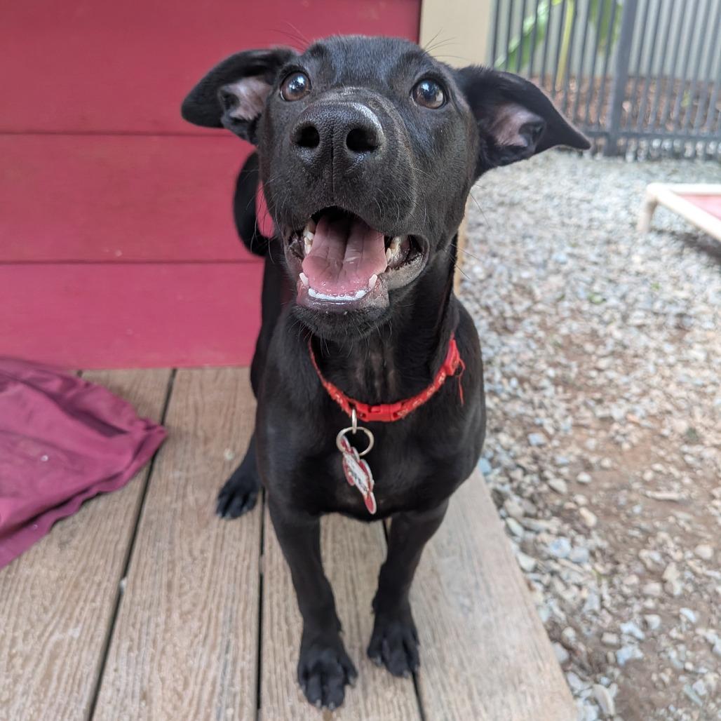 Enlarge Bonifieur, a Adoptable Labrador Retriever in Wake Forest, NC image 3/6