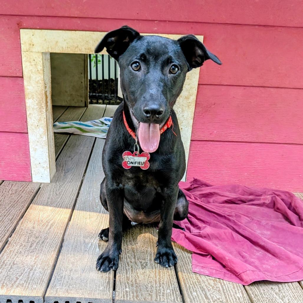 Enlarge Bonifieur, a Adoptable Labrador Retriever in Wake Forest, NC image 4/6