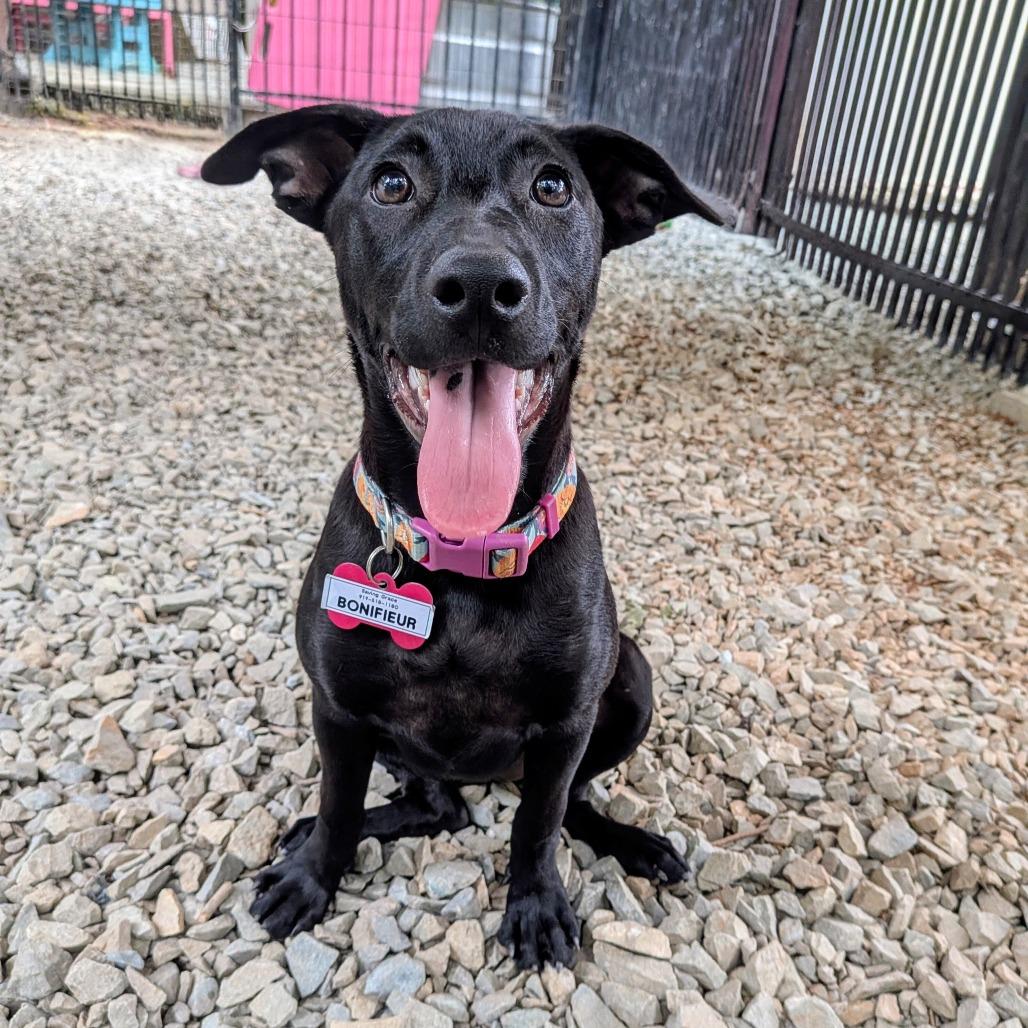 Enlarge Bonifieur, a Adoptable Labrador Retriever in Wake Forest, NC image 5/6