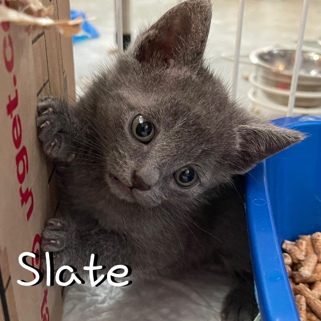 Slate, a Adopted Russian Blue in Hollister, CA image 1/2