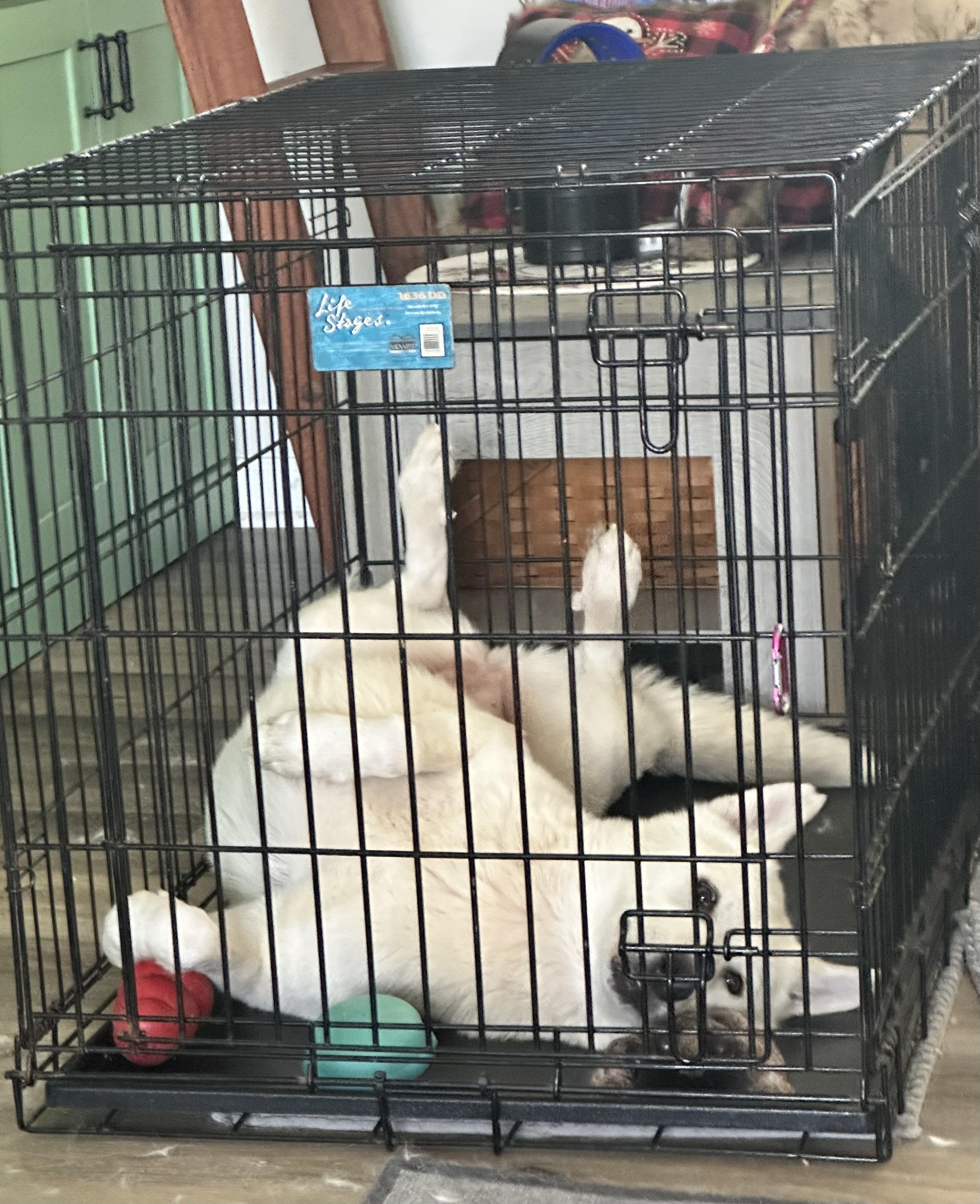 Enlarge Adira, a ADOPTABLE mixed breed in Silver Spring, MD image 6/6