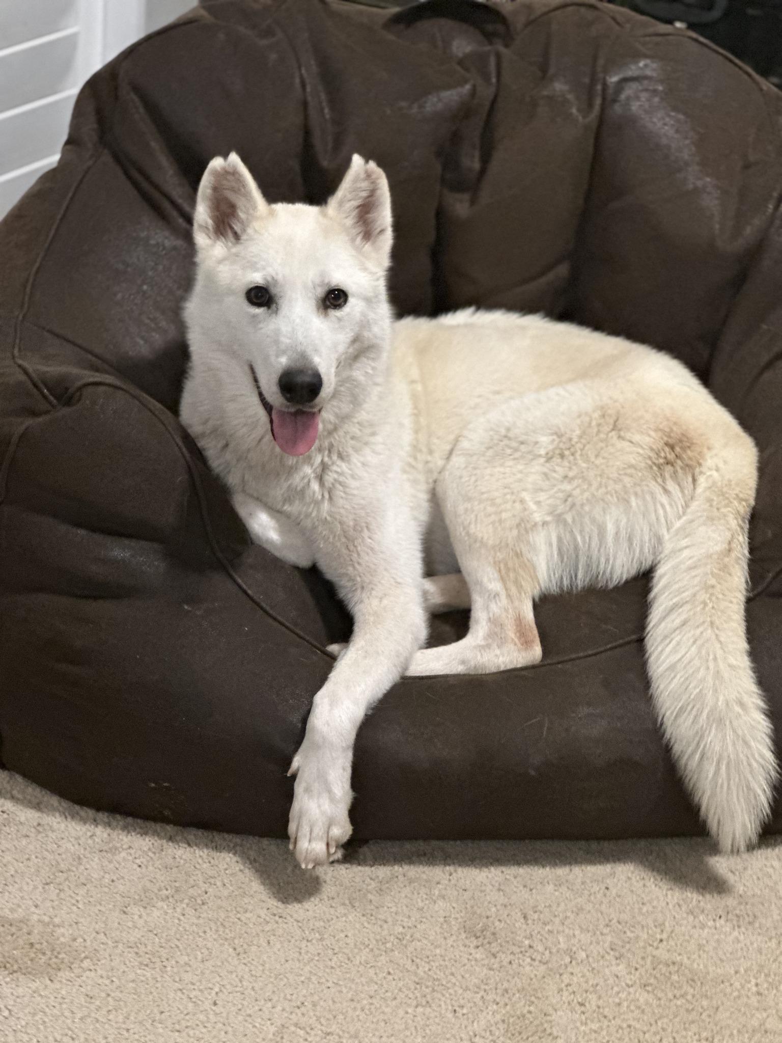 Enlarge Adira, a ADOPTABLE mixed breed in Silver Spring, MD image 1/6