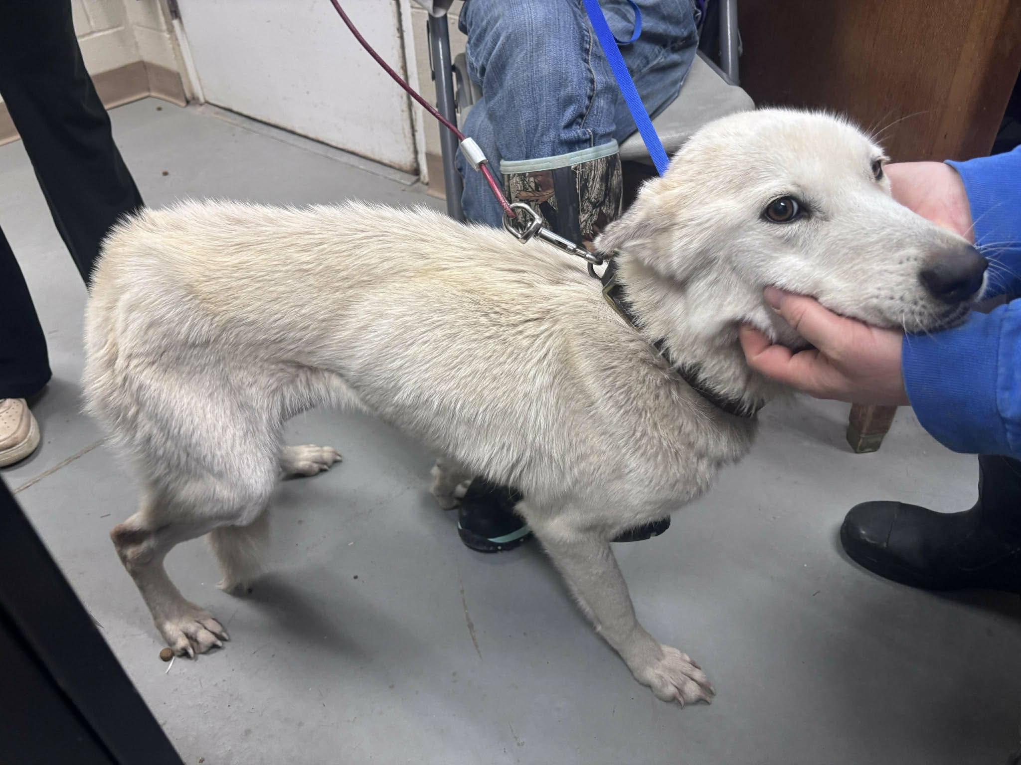 Enlarge Adira, a ADOPTABLE mixed breed in Silver Spring, MD image 4/6