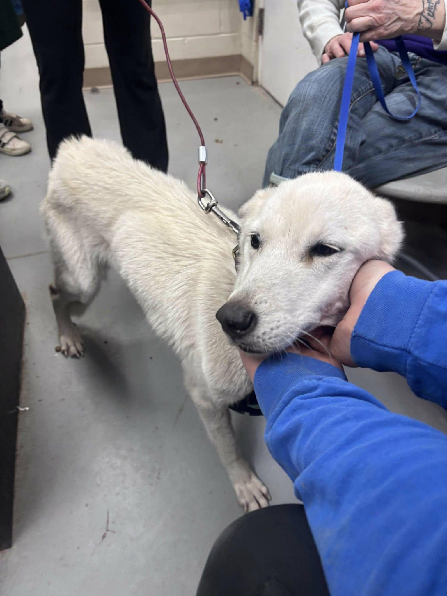 Enlarge Adira, a ADOPTABLE mixed breed in Silver Spring, MD image 3/6