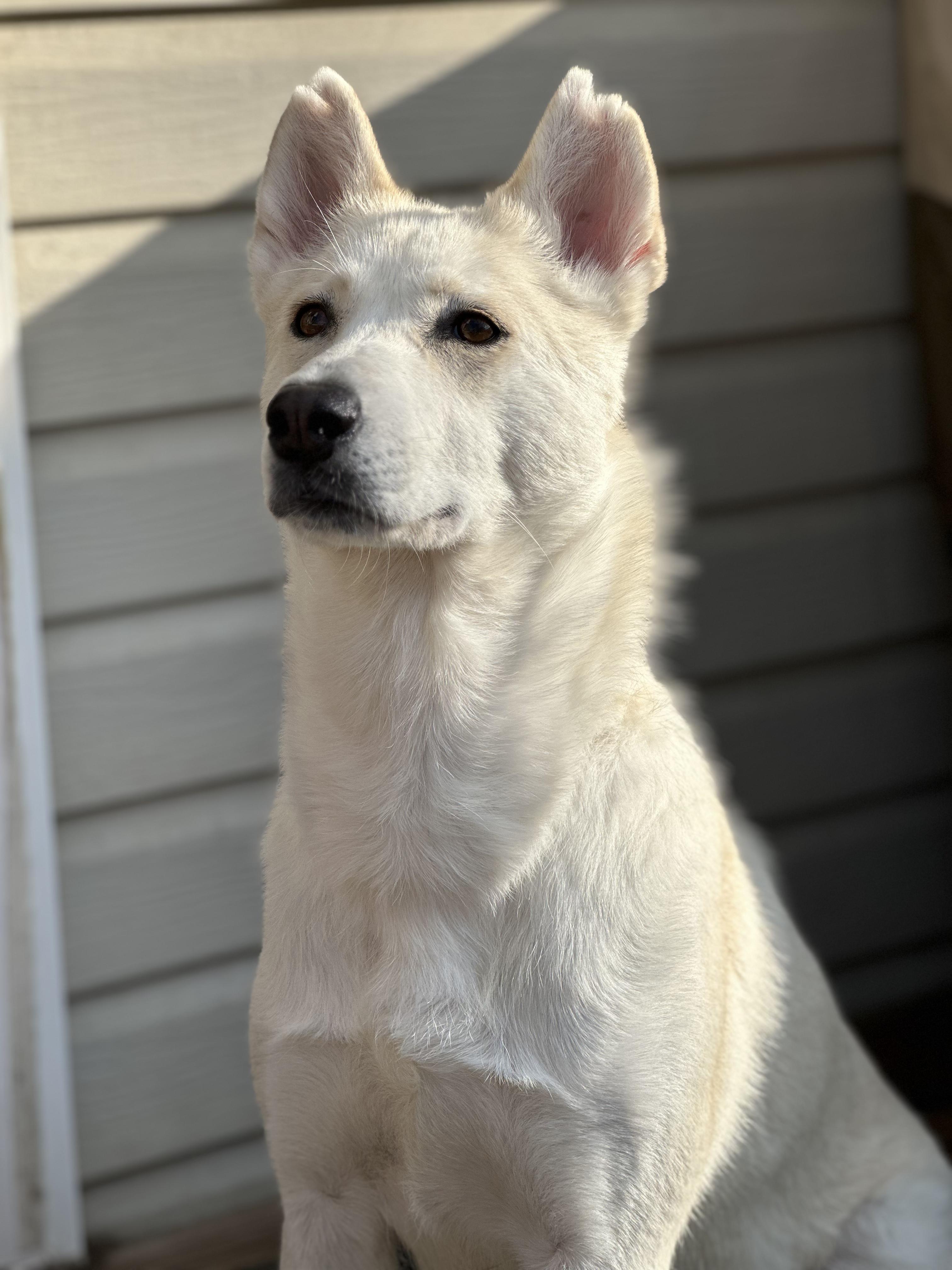 Enlarge Adira, a ADOPTABLE mixed breed in Silver Spring, MD image 2/6