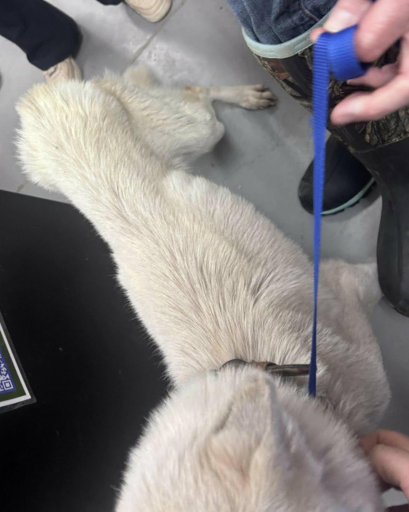 Enlarge Adira, a ADOPTABLE mixed breed in Silver Spring, MD image 6/6