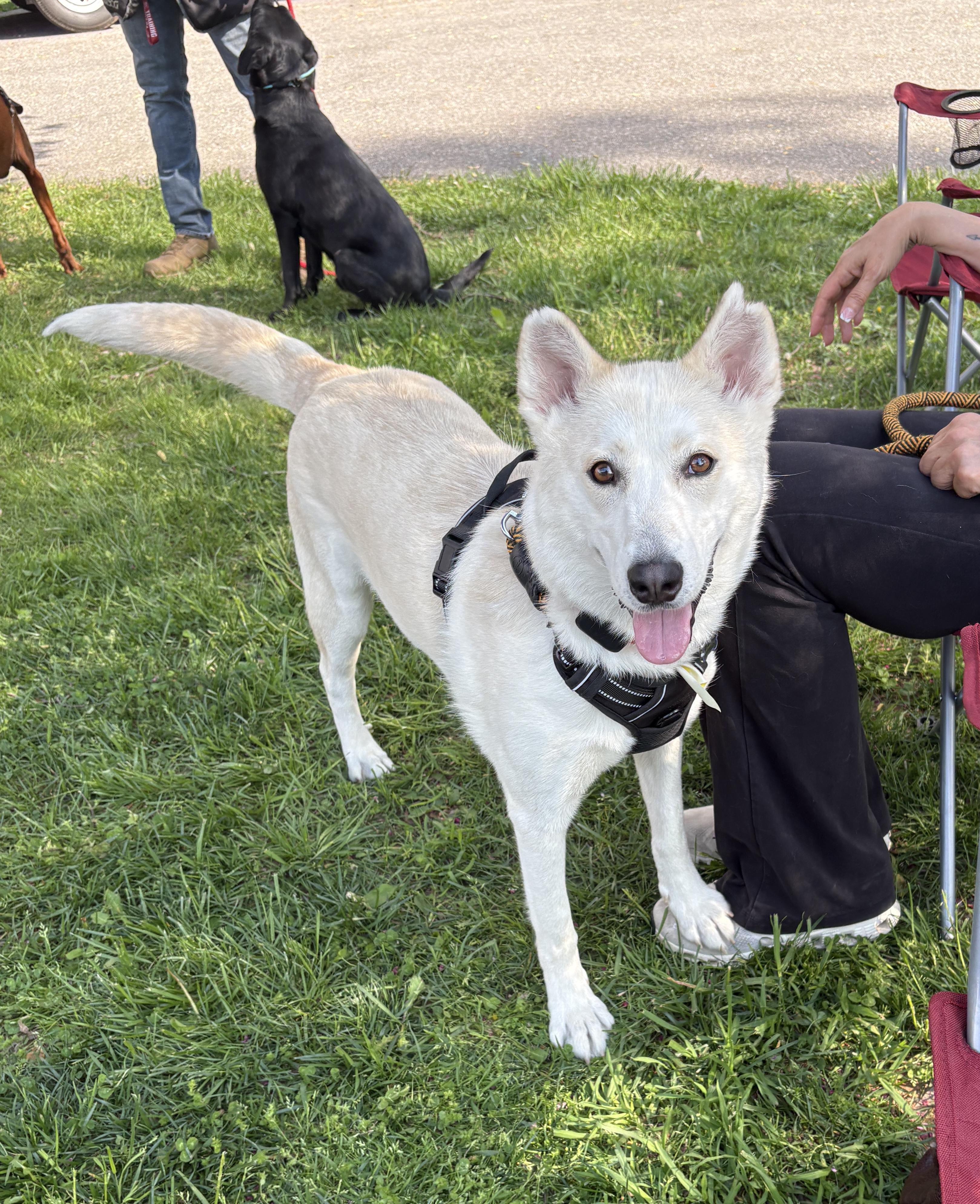 Enlarge Adira, a ADOPTABLE mixed breed in Silver Spring, MD image 3/6