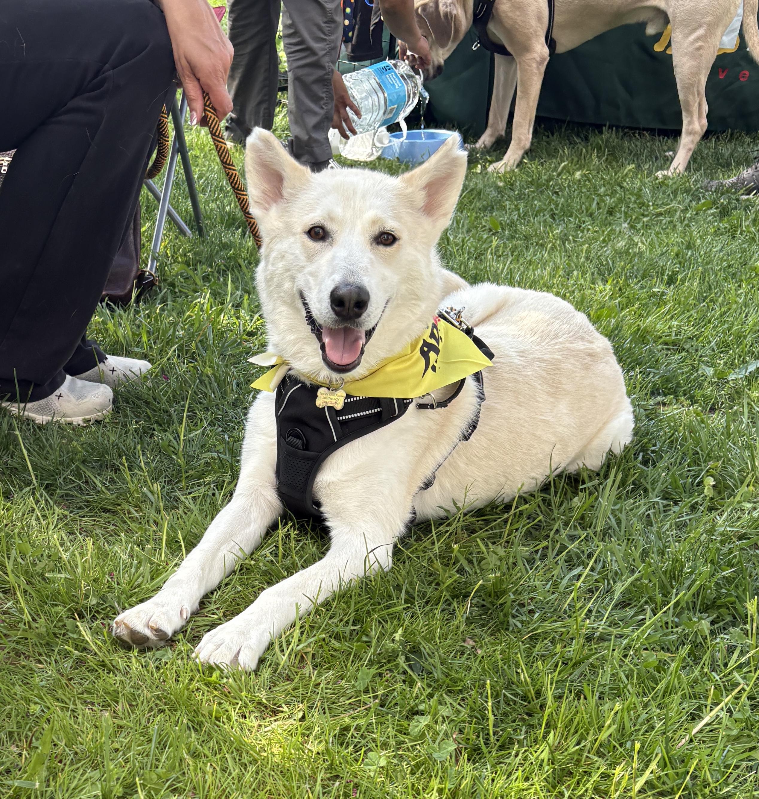 Enlarge Adira, a ADOPTABLE mixed breed in Silver Spring, MD image 1/6