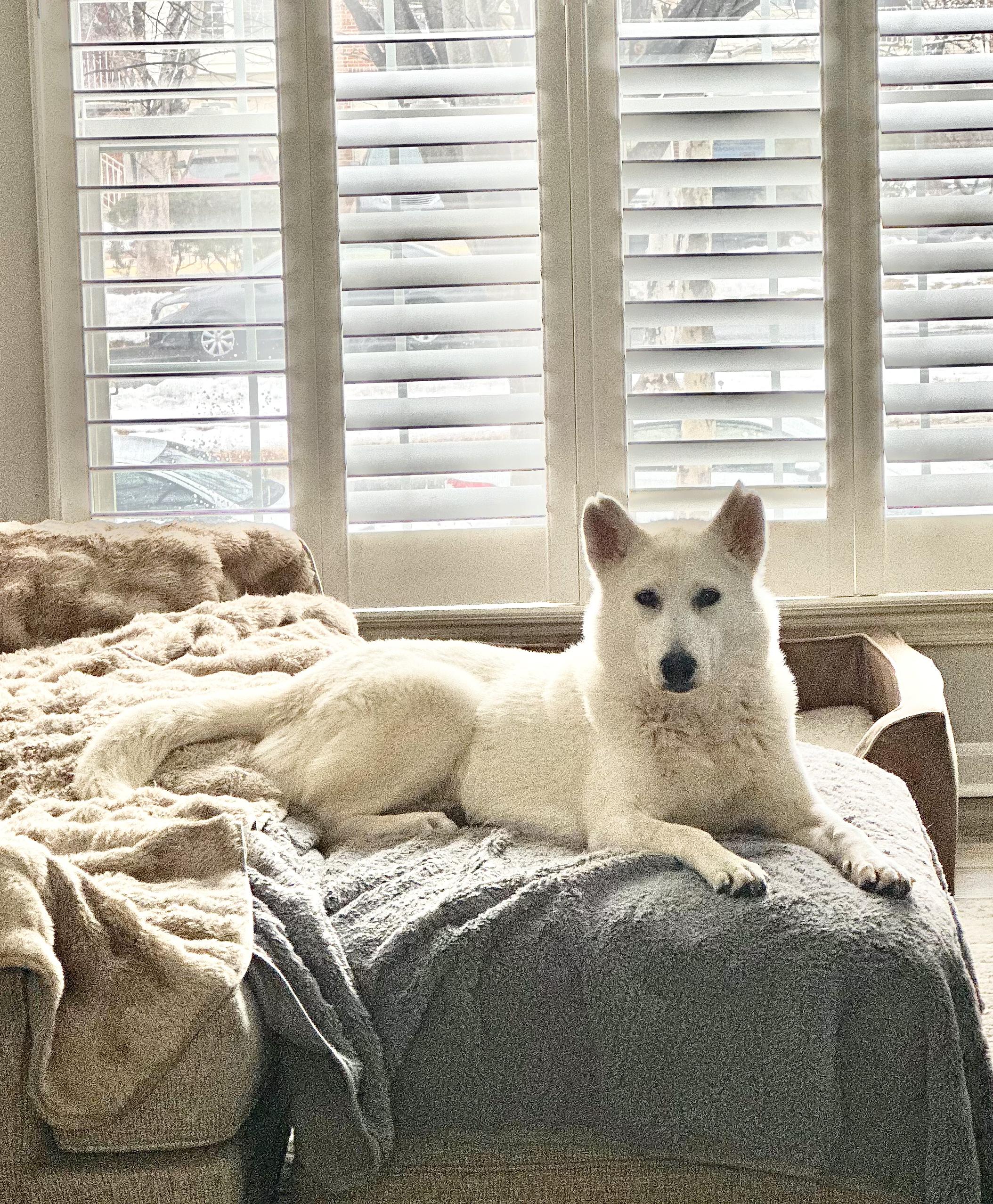 Enlarge Adira, a ADOPTABLE mixed breed in Silver Spring, MD image 4/6