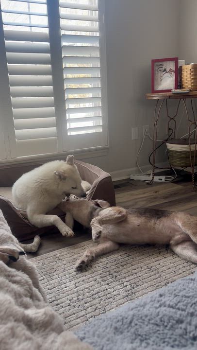 Enlarge Adira, a ADOPTABLE mixed breed in Silver Spring, MD video 5/6