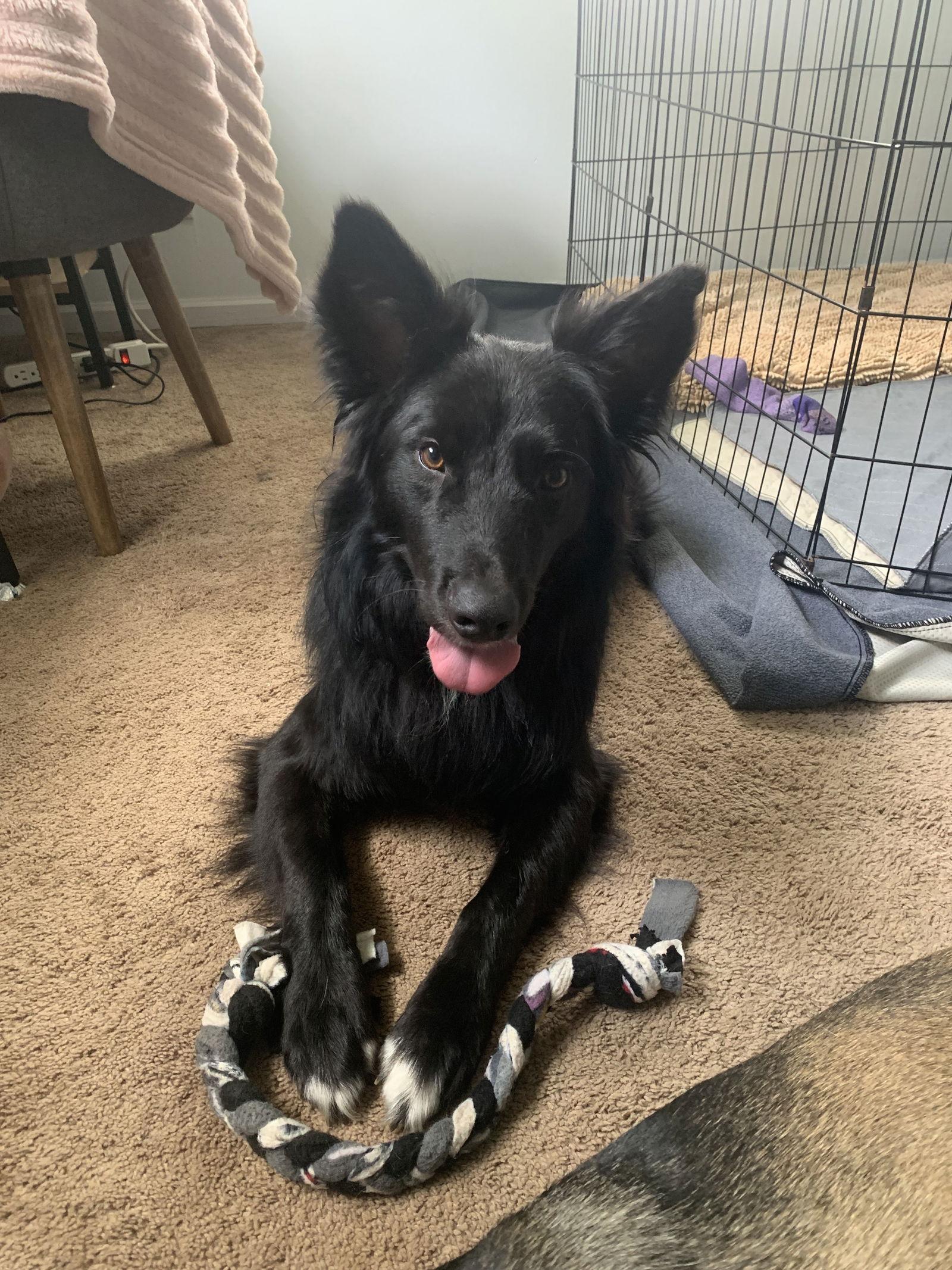 Enlarge Yogi, a Adoptable Border Collie in Seattle, WA image 1/3