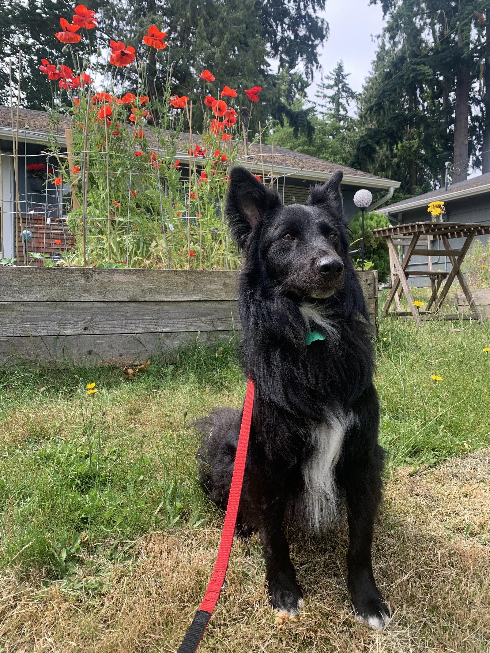 Yogi, Adoptable, Adult Male Border Collie.