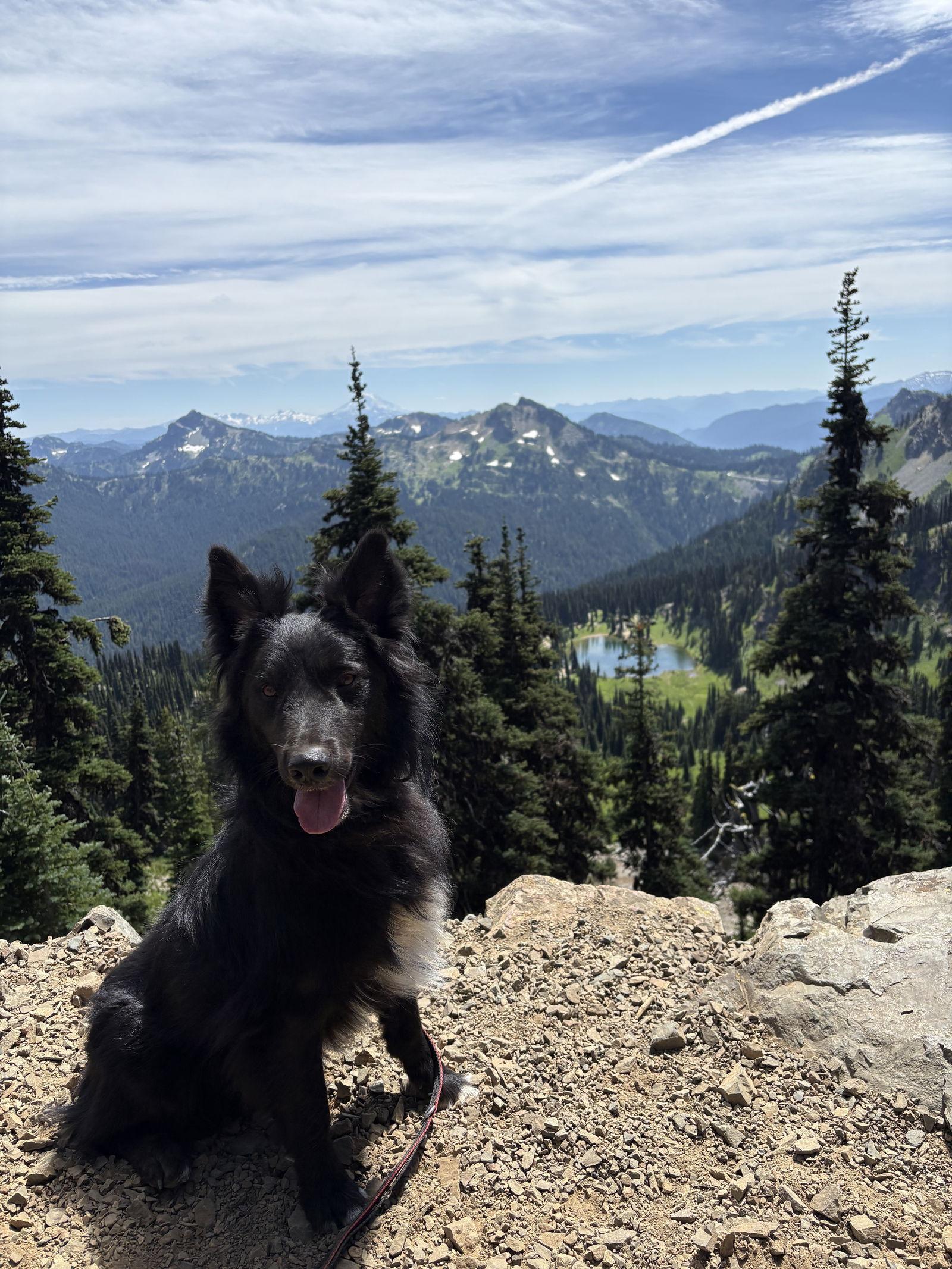 Enlarge Yogi, a Adoptable Border Collie in Seattle, WA image 2/3