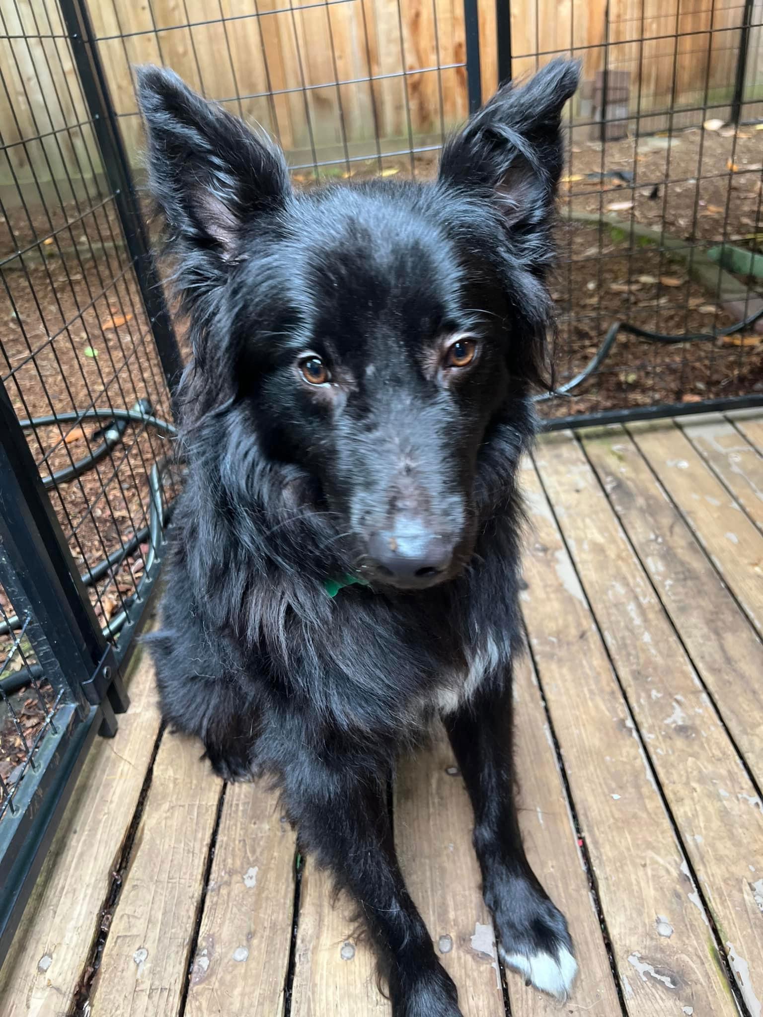 Enlarge Yogi, a Adoptable Border Collie in Seattle, WA image 3/3