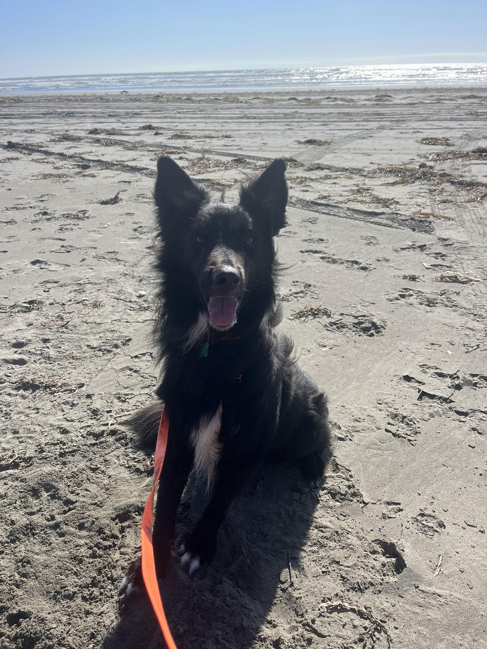 Enlarge Yogi, a Adoptable Border Collie in Seattle, WA image 3/3