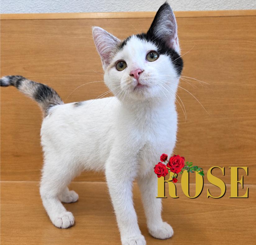 Enlarge Rose, a Adopted Domestic Short Hair in Nevada, IA image 1/1
