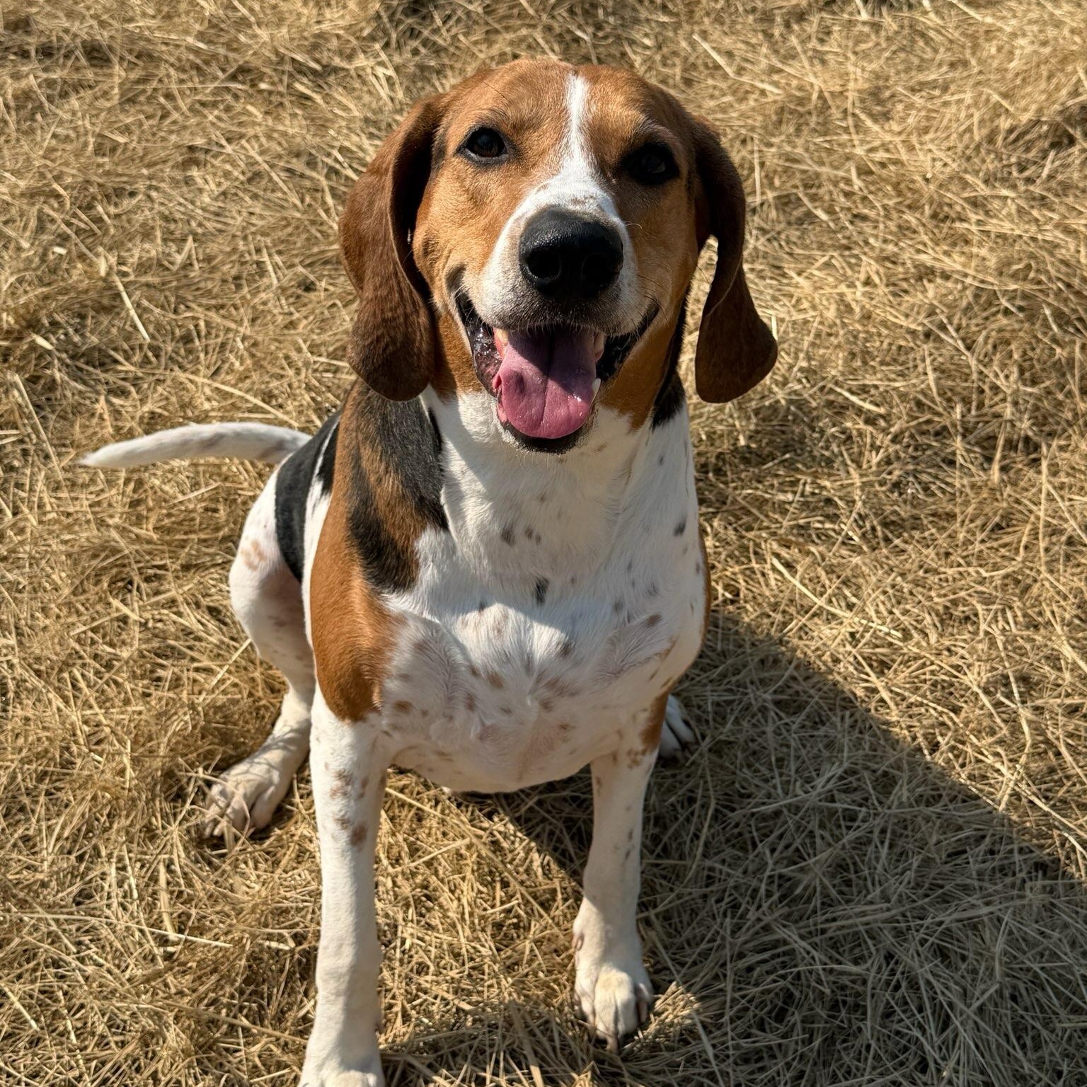 Hank (ID 50733/905), ADOPTABLE, Adult Male Treeing Walker Coonhound.
