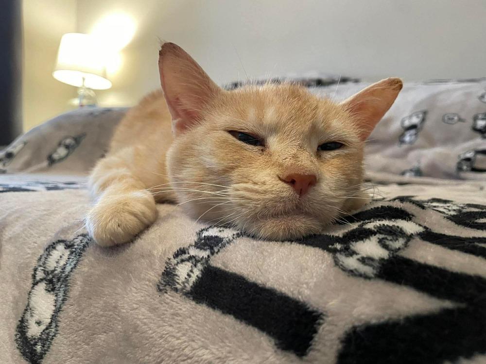 Enlarge Eevee, a Adopted Domestic Short Hair in Virginia Beach, VA image 2/6