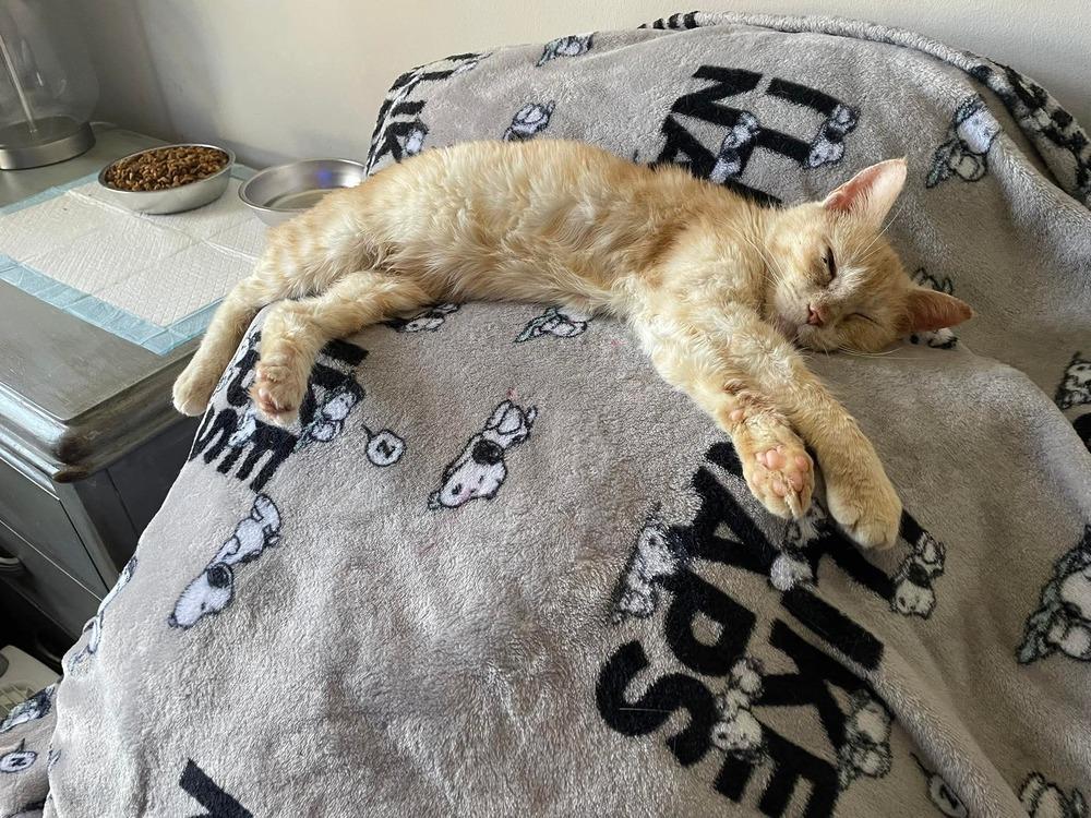 Enlarge Eevee, a Adopted Domestic Short Hair in Virginia Beach, VA image 3/6