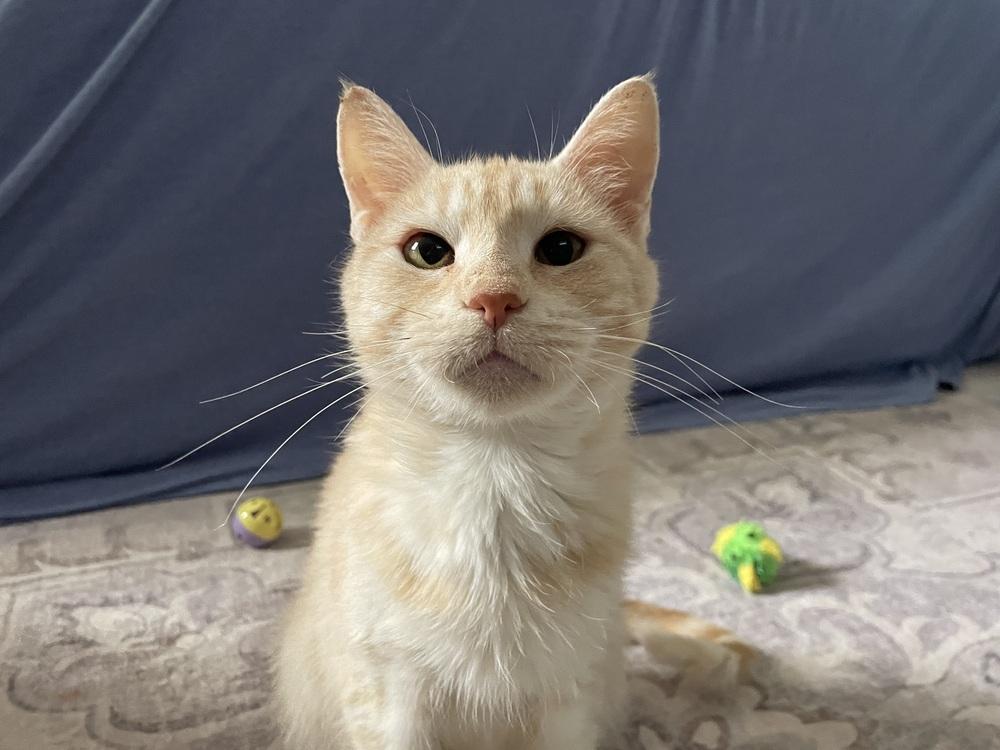 Enlarge Eevee, a Adopted Domestic Short Hair in Virginia Beach, VA image 4/6