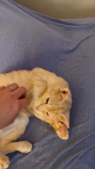 Enlarge Eevee, a Adopted Domestic Short Hair in Virginia Beach, VA video 5/6