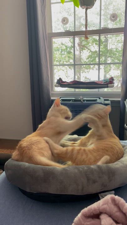 Enlarge Eevee, a Adopted Domestic Short Hair in Virginia Beach, VA video 6/6