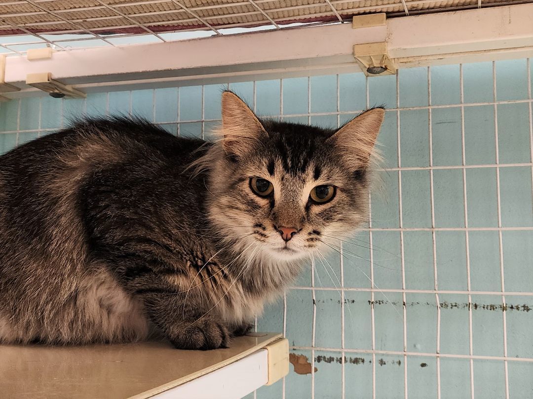 Enlarge Sampson, a Adoptable Domestic Long Hair in Memphis, TN image 1/5